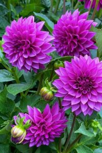 Dahlia