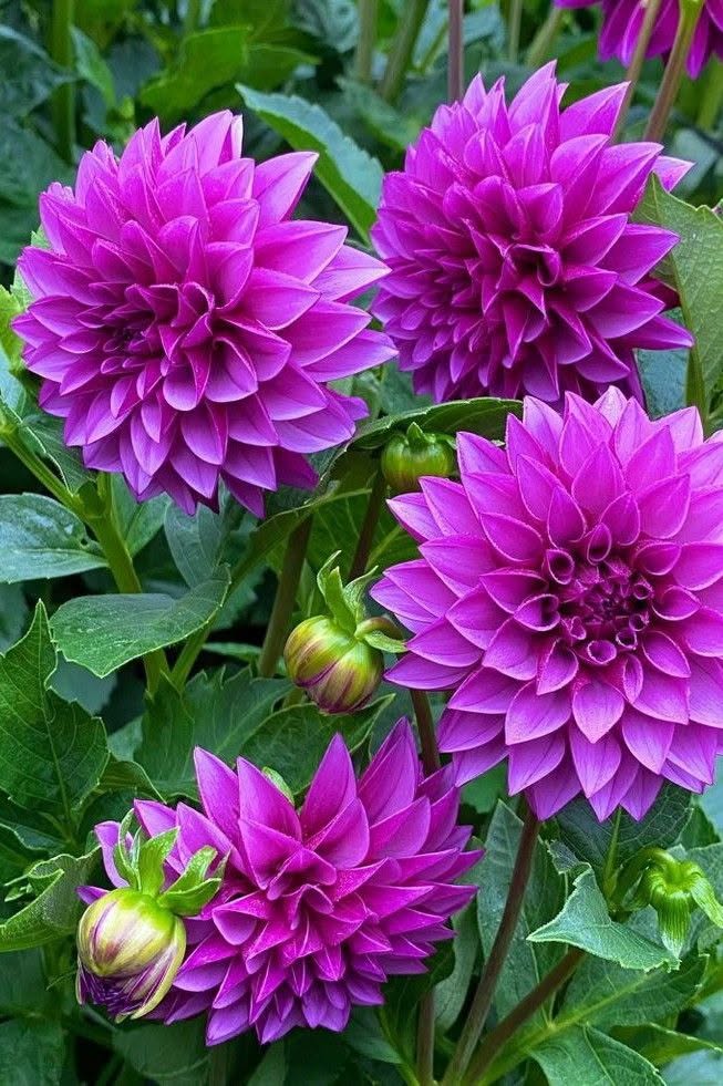 Dahlia