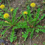 Dandelion