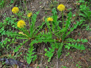 Dandelion