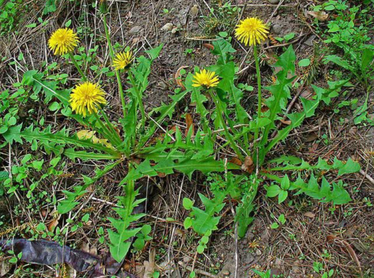 Dandelion