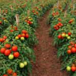 Determinate tomatoes