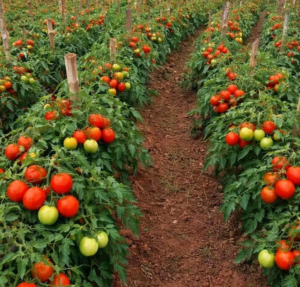 Determinate tomatoes