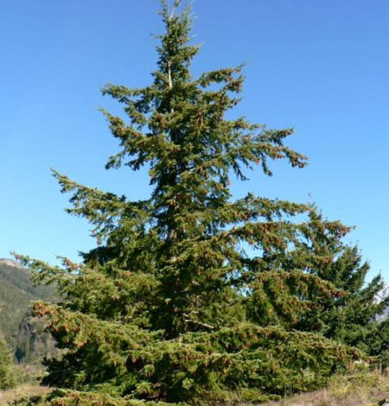 25 Native Utah Trees (With Growing Details) - Citycacti