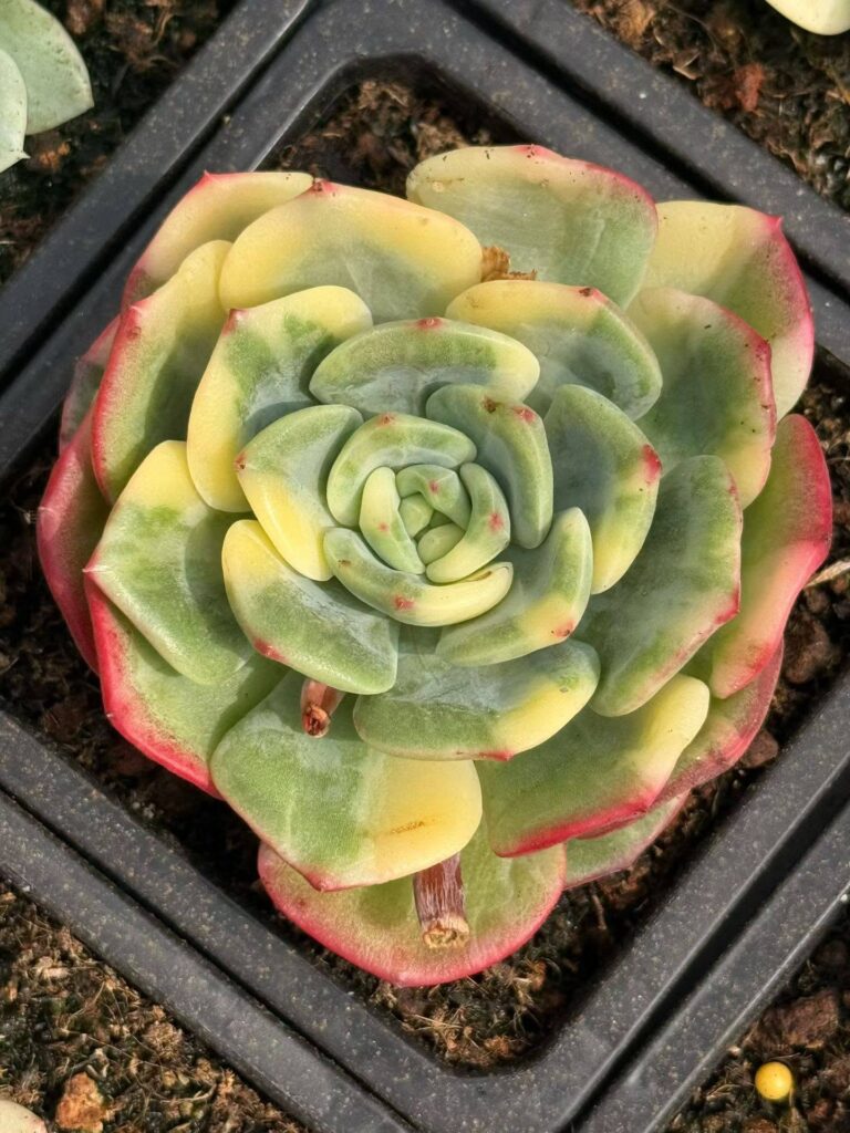 Echeveria