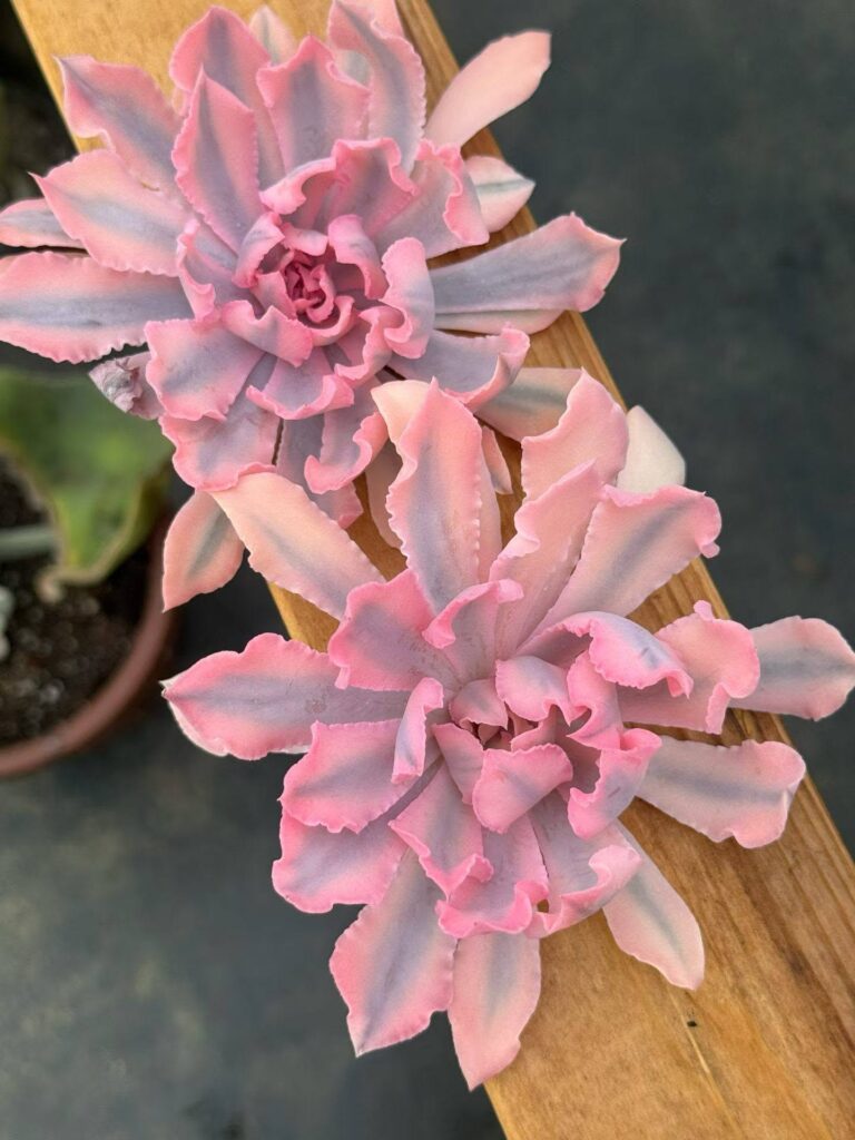 Echeveria