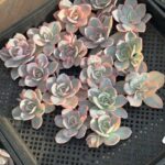 Echeveria