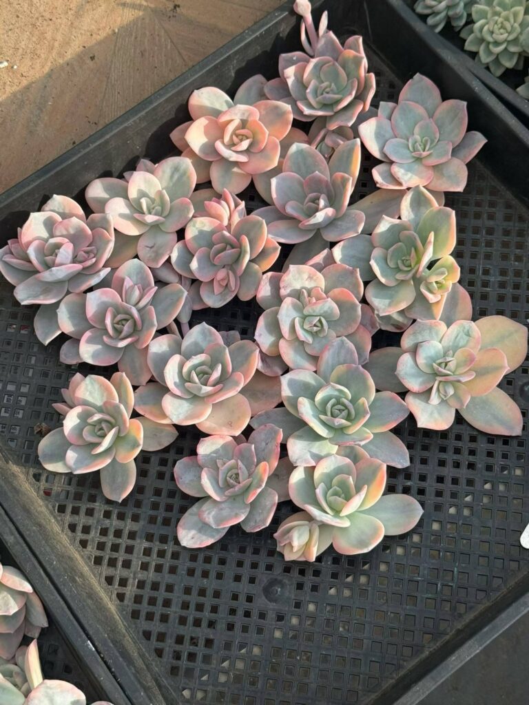 Echeveria