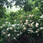 Elderberry