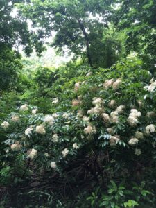 Elderberry