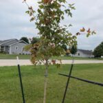 Fall Fiesta Maple Pros and Cons