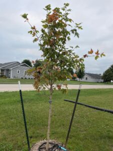Fall Fiesta Maple Pros and Cons