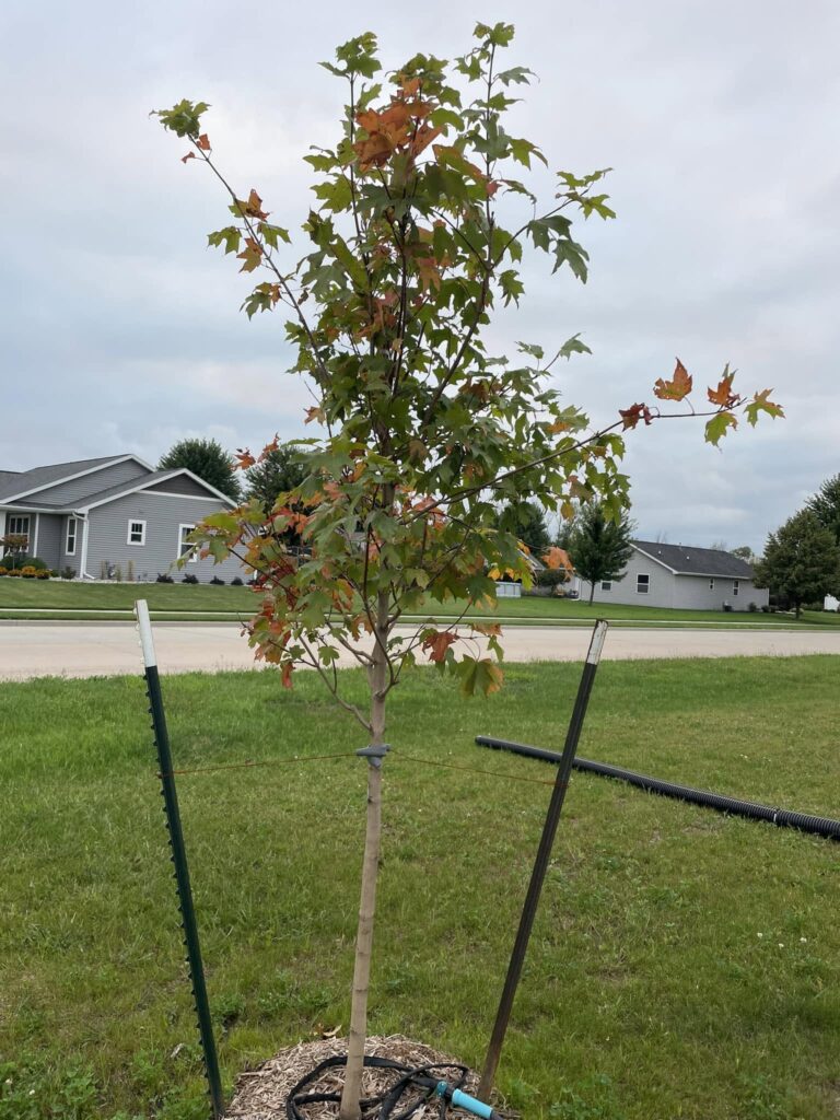 Fall Fiesta maple