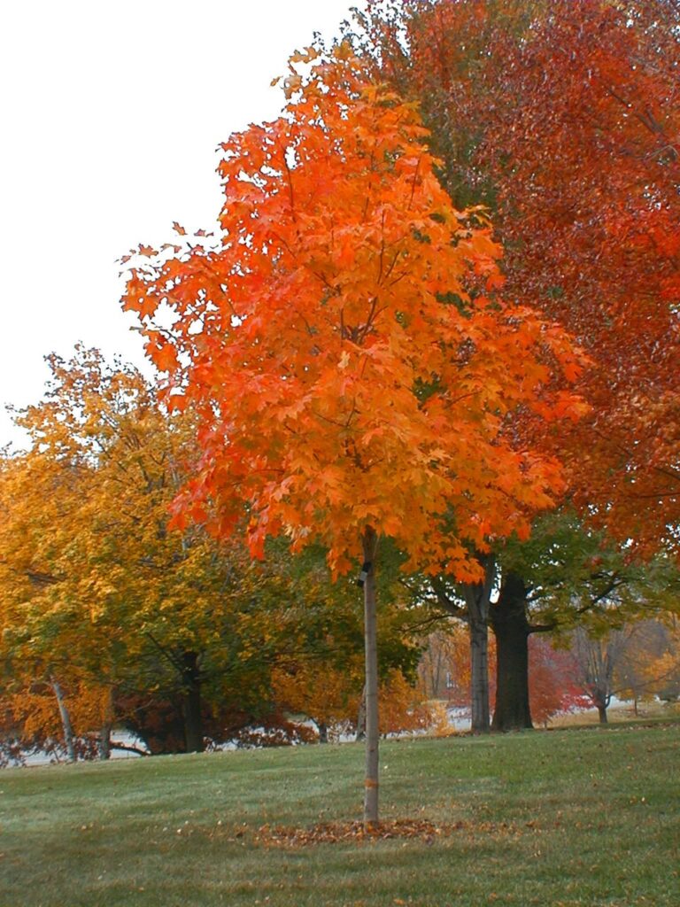 Fall Fiesta maple