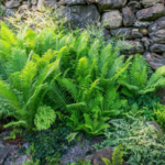 Ferns