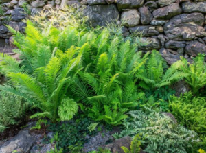 Ferns