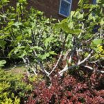 Fig