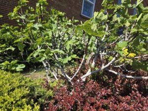 Fig