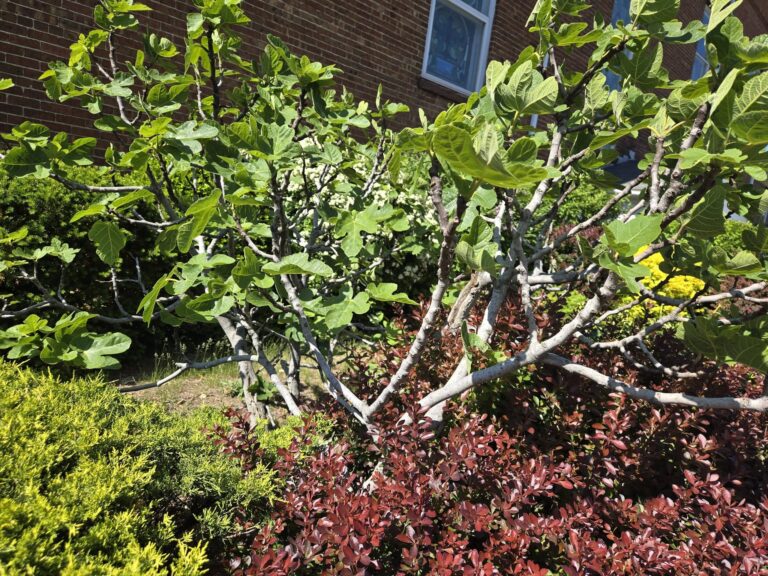 Fig