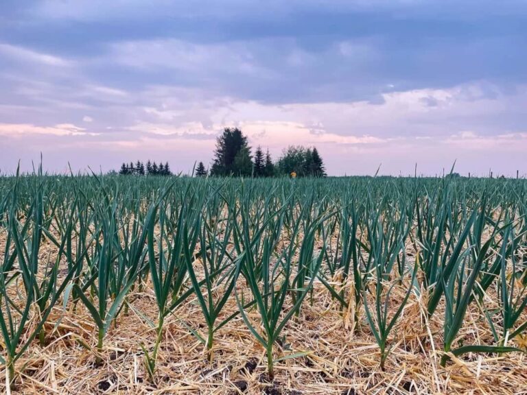 15 Types of Garlic Explained: Variety, Flavor, and Uses