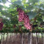 Grape farm