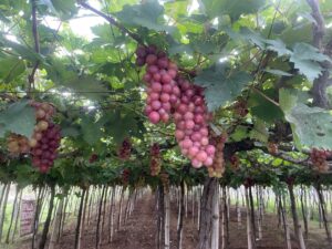 Grape farm