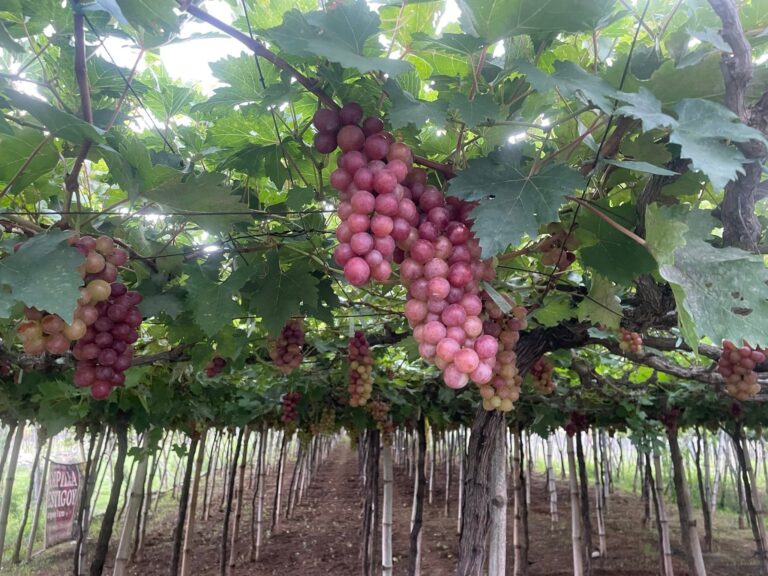Grape farm