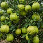 Guava tree