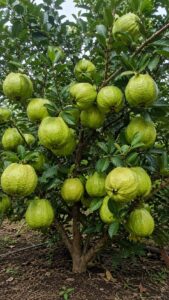 Guava tree