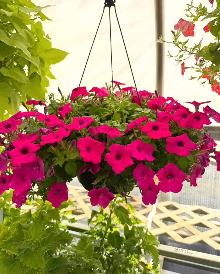 25 Best Plants for Hanging Baskets: Identification With Pictures