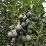 Types of avocado