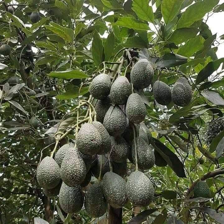 Types of avocado