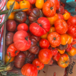Heirloom tomatoes