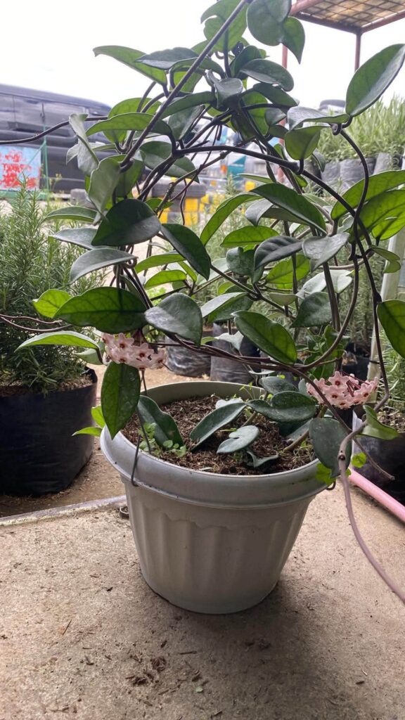 Hoya carnosa