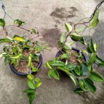 Hoya plants