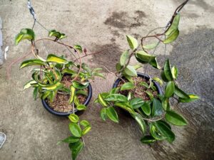 Hoya plants