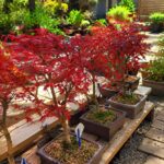 Japanese Maple