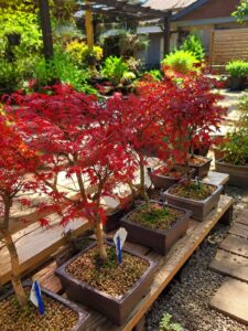 Japanese Maple