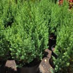 Juniper