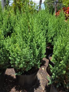 Juniper
