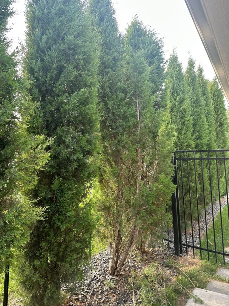 Juniper