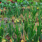 Kale companions