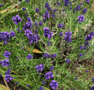 Lavender