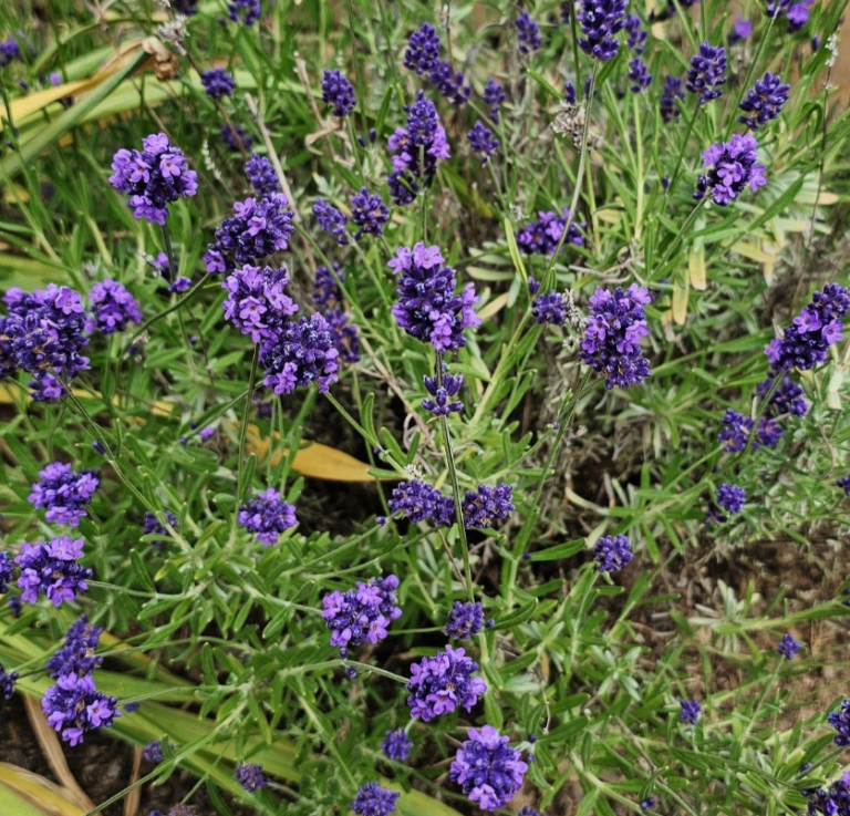 Lavender