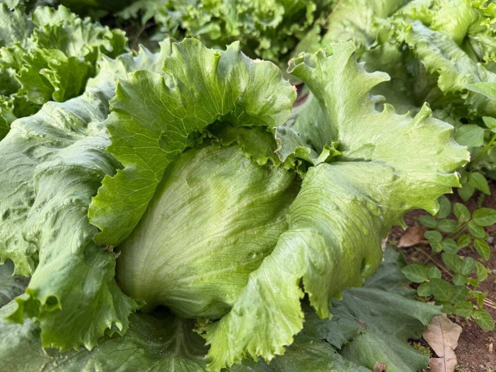 lettuce