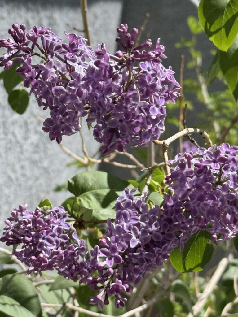 Lilac in bloom