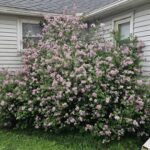 Types of lilac