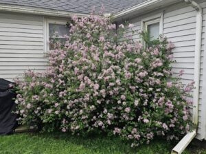 Types of lilac