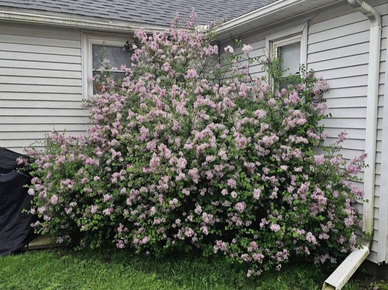 Types of lilac