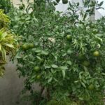 Lime tree